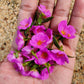 50 RED ROCK PURSLANE ' Ruby Tuesday ' Calandrinia Umbellata Magenta Flower Herb Seeds