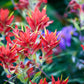 50 Red INDIAN PAINTBRUSH Castilleja Indivisa Flower Seeds