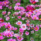 150 Pink COSMOS RADIANCE Bipinnatus Flower Seeds