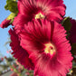 25 DARK RED HOLLYHOCK Alcea Rosea Flower Seeds Perennial