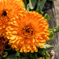 500 PACIFIC Beauty ORANGE MARIGOLD Calendula Officinalis Flower Seeds