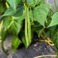 50 TENDERGREEN GREEN BEAN Phaseolus Vulgaris Vegetable Seeds