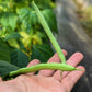 50 TENDERGREEN GREEN BEAN Phaseolus Vulgaris Vegetable Seeds