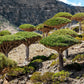 10 DRAGON TREE Dracaena Draco Canary Island Drago Blood Asparagus Yucca Evergreen Succulent Houseplant Orange Berry White Flower Seeds