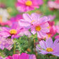 300 DWARF PINK COSMOS Cosmos Bipinnatus Flower Seeds