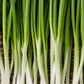 300 Evergreen NEBUKA BUNCHING ONION Japanese Allium Fistulosum Vegetable Seeds