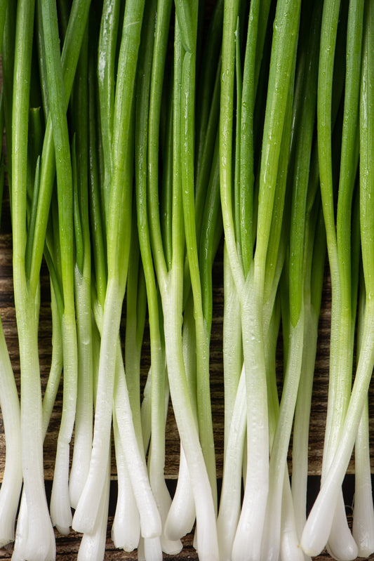 300 Evergreen NEBUKA BUNCHING ONION Japanese Allium Fistulosum Vegetable Seeds