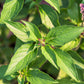 500 ANISE PERSIAN BASIL Ocimum Basilicum Herb Flower Seeds