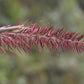 25 BOTTLEBRUSH GRASS Ornamental Shade Elymus Hystrix Patula Seeds