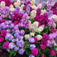 50 MIXED COLORS STOCK Matthiola Incana Ten-Week Gillyflower Blue White Pink Red Purple Seeds