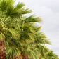 30 CALIFORNIA FAN PALM Tree Petticoat Arizona Desert Washingtonia Filifera Seeds