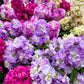 50 MIXED COLORS STOCK Matthiola Incana Ten-Week Gillyflower Blue White Pink Red Purple Seeds