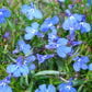 200 SKY BLUE LOBELIA Regatta Lobelia Erinus Flower Seeds
