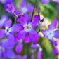 500 EVENING ( night ) SCENTED STOCK Matthiola Longipetala Bicornis Flower Seeds