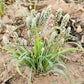 1000 Organic PSYLLIUM Plantago Ovata Plantain Herb Flower Seeds