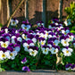 100 JOHNNY JUMP UP Violet Viola Tricolor Flower Seeds