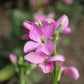 500 EVENING ( night ) SCENTED STOCK Matthiola Longipetala Bicornis Flower Seeds