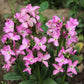 1000 EVENING (night) SCENTED STOCK Matthiola Longipetala Bicornis Flower Seeds