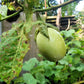 25 APPLEGREEN EGGPLANT Green Fruit / Vegetable Solanum Melongena Seeds