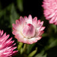 50 PINK DOUBLE STRAWFLOWER Helichrysum  Xerochrysum Bracteatum Flower Seeds