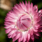 50 PINK DOUBLE STRAWFLOWER Helichrysum  Xerochrysum Bracteatum Flower Seeds