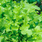 3000 OAK LEAF LETTUCE Lactuca Sativa Vegetable Seeds