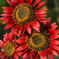 25 RED SUN SUNFLOWER Helianthus Annuus Flower Seeds
