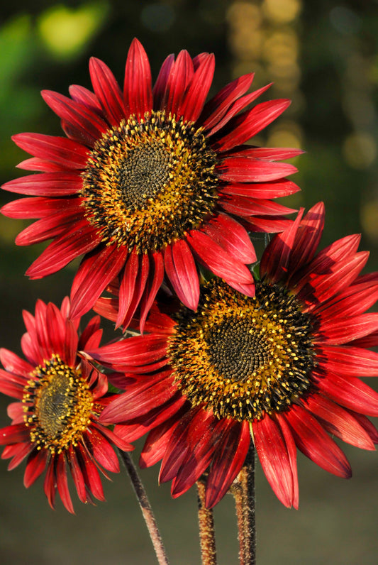 25 RED SUN SUNFLOWER Helianthus Annuus Flower Seeds