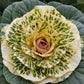 50 MIXED ORNAMENTAL CABBAGE Flowering Cabbage Brassica Oleracea Seeds