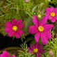 300 Wine Red TETRA VERSAILLES COSMOS Bipinnatus Hummingbird Flower Seeds
