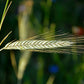 300 Wrens Abruzzi WINTER RYE Secale Cereale Grain Cover Crop Seeds