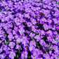 500 PURPLE ROCKCRESS Rock Cress Aubrieta Deltoidea Flower Seeds