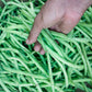 50 SLENDERETTE GREEN BEAN French Stringless Phaseolus Vulgaris Vegetable Seeds
