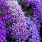 500 PURPLE ROCKCRESS Rock Cress Aubrieta Deltoidea Flower Seeds