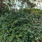25 TRAILING BLACKBERRY Pacific Rubus Ursinus Vining Shrub Fruit Berry Seeds