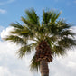 30 CALIFORNIA FAN PALM Tree Petticoat Arizona Desert Washingtonia Filifera Seeds
