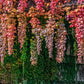 10 BOSTON IVY ( Bostonian Ivy / Wall Ivy ) Parthenocissus Tricuspidata Veitchii Vine Flower Seeds