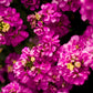 50 Rose PINK STOCK Matthiola Incana Ten-Week Gillyflower Seeds