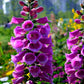 1000 Seeds MIXED FOXGLOVE Digitalis Purpurea Flower Seeds
