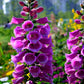 1000 PURPLE FOXGLOVE Digitalis Purpurea Flower Seeds