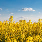 1000 Dwarf ESSEX RAPE KALE Rapeseed Brassica Napus Vegetable Seeds