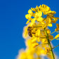 500 OLD FASHIONED MUSTARD Ragged Edge Brassica Juncea Vegetable Seeds
