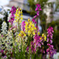 2000 Mixed MOROCCAN TOADFLAX / SNAPDRAGON Linaria Maroccana Flower Seeds