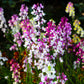2000 Mixed MOROCCAN TOADFLAX / SNAPDRAGON Linaria Maroccana Flower Seeds