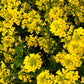 1000 BROWN MUSTARD Brassica Juncea Vegetable Herb Seeds