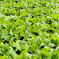 1000 BROWN MUSTARD Brassica Juncea Vegetable Herb Seeds