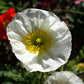 250 PERSIAN WHITE POPPY Papaver Somniferum Flower Seeds