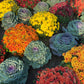 50 MIXED ORNAMENTAL CABBAGE Flowering Cabbage Brassica Oleracea Seeds