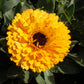 500 PACIFIC Beauty YELLOW MARIGOLD Calendula Officinalis Flower Seeds
