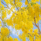 15 GOLDEN SHOWER TREE Gold Rush Yellow Cassia Fistula Flower Seeds